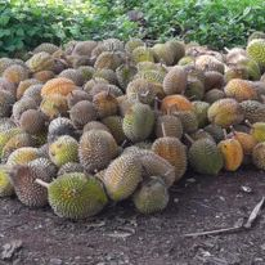 POTENSI DURIAN DI DESA ANGKAH: MENGEMBANGKAN KOMODITAS UNGGULAN DESA